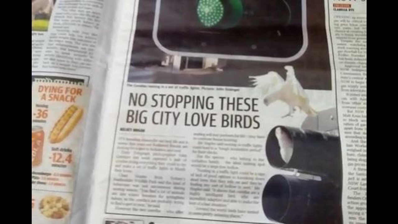 More creepy symbolism involving birds, flight, and kids in the Daily Telegraph