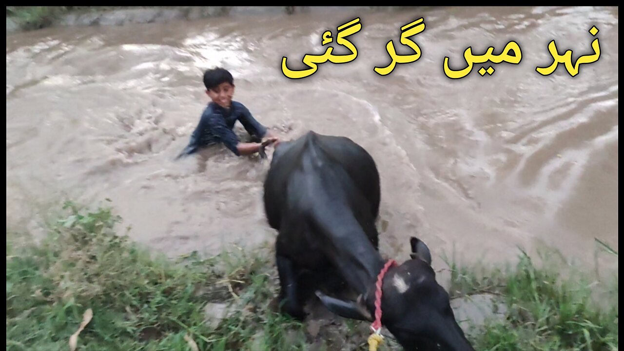 Buffalo swimming in water