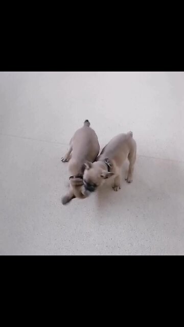 French Bulldog Puppy Playtime Will Melt Your Heart