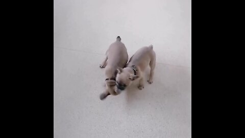 French Bulldog Puppy Playtime Will Melt Your Heart