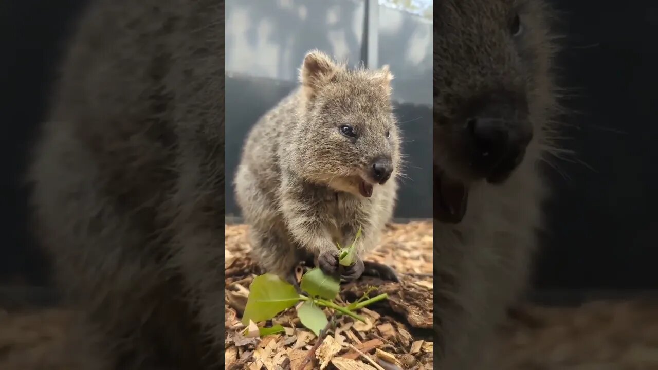 Cute funny Quokka -132