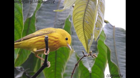 Shiripuno - Tena - Napo - ecuador