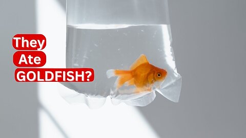 The Strangest Ivy League Trend Of All Time Involves Goldfish