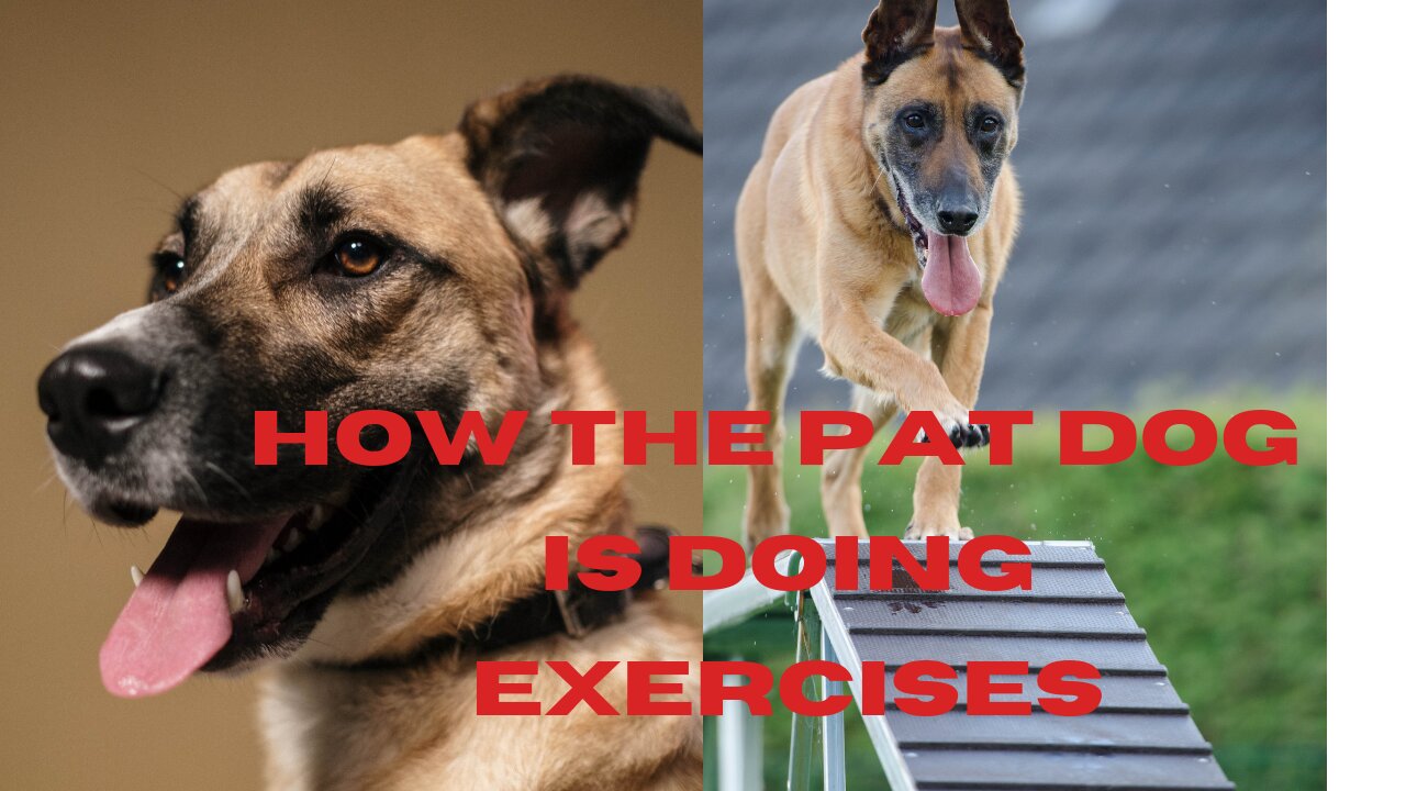 How The Pat Dog is doing Exercises || Women Teaching the Cute Dog to jump ||