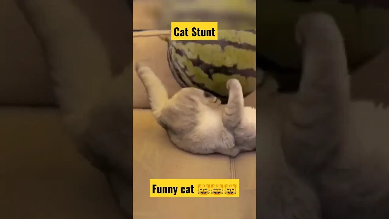 funny cats compilation||best cat food||british shorthair cat||#Gigox#Animals
