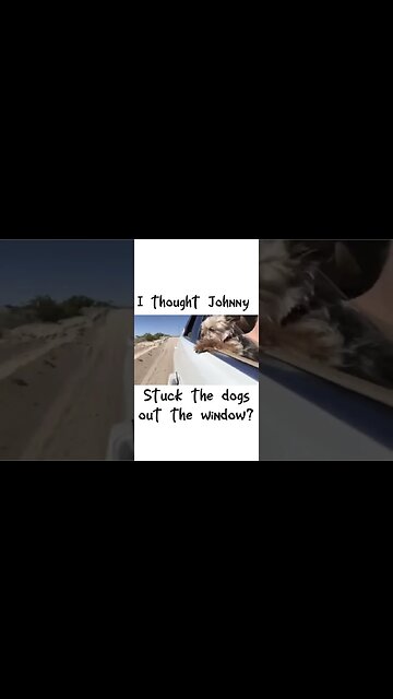 Amber Heard Sticking Her DOGS out the Window!