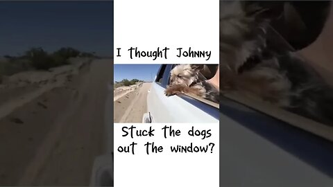 Amber Heard Sticking Her DOGS out the Window!