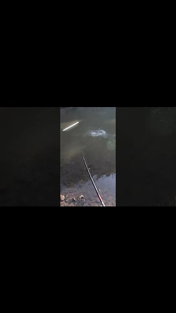 Spinnerbait smallmouth in an Ohio creek