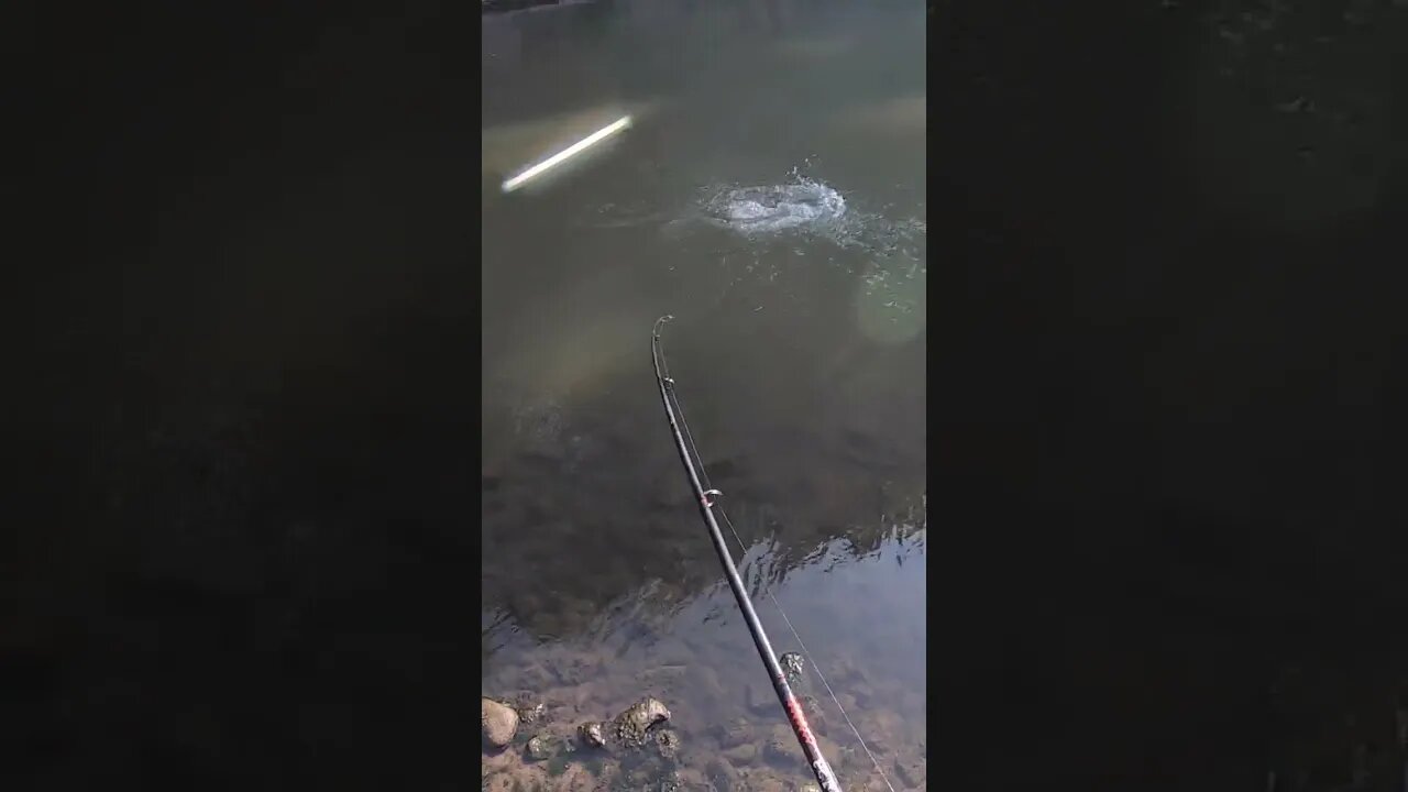 Spinnerbait smallmouth in an Ohio creek