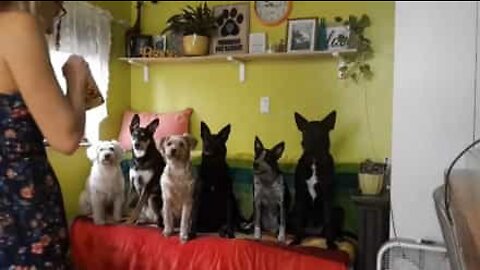 Os 6 cães mais bem disciplinados de sempre!