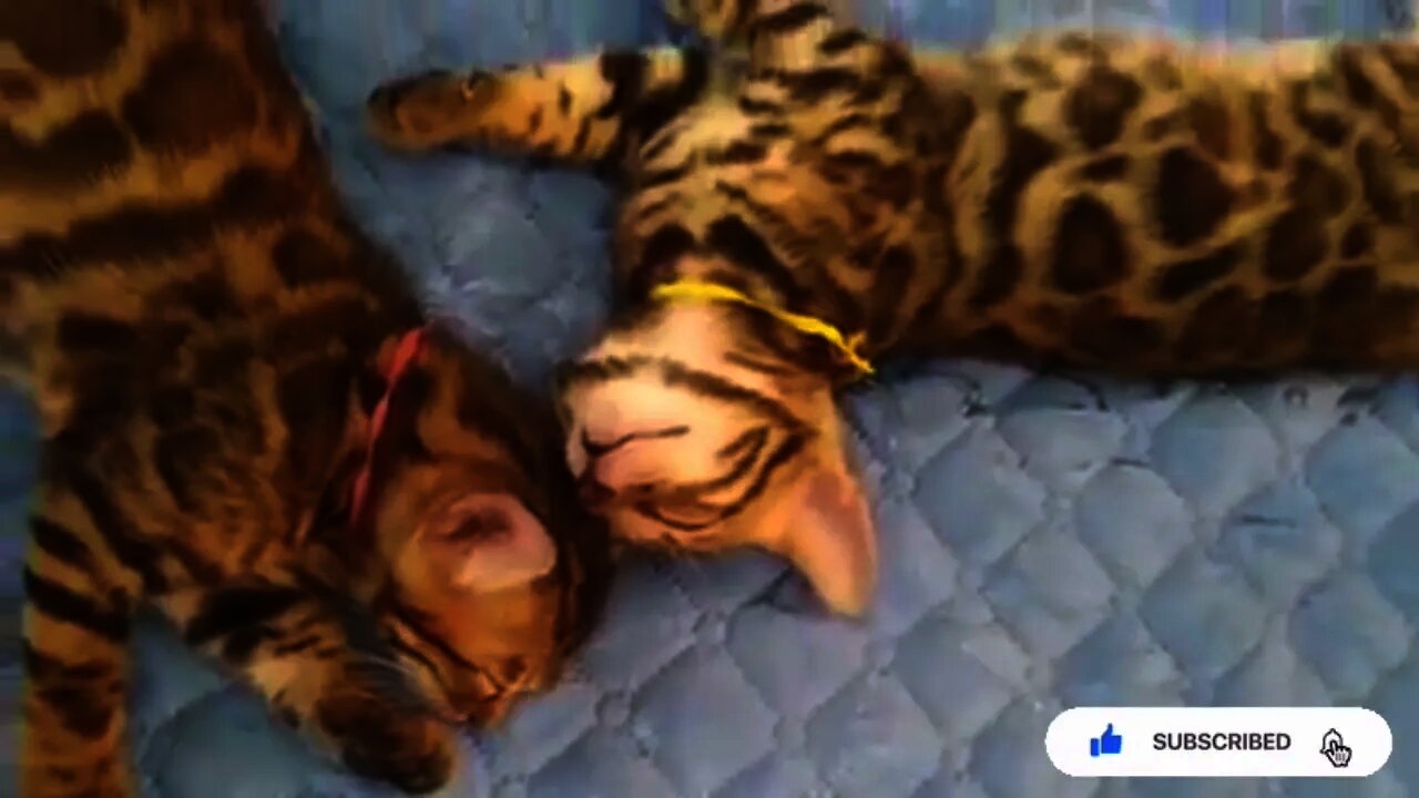 Cute Cats Sleeping with Owners Compilation #Shorts