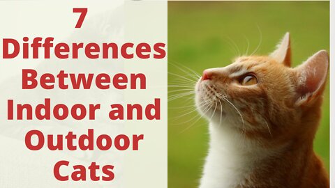 What is The Difference Between Indoor and Outdoor Cats? Important Differences Explained