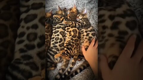 Purrfect purring machines..🐈🐾💤😍 #shorts