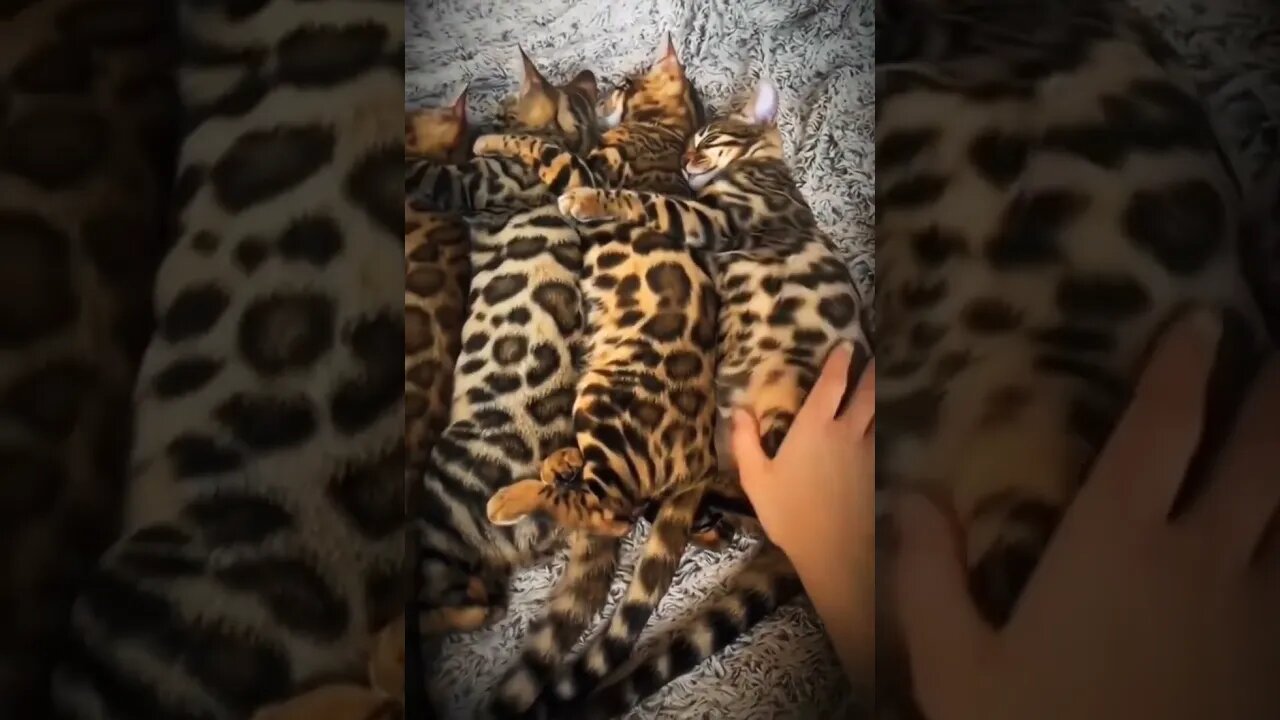 Purrfect purring machines..🐈🐾💤😍 #shorts