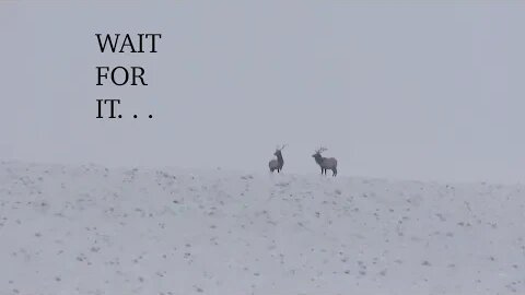 WAIT FOR IT! They all stick together! Winter Range Bulls #9 2023!