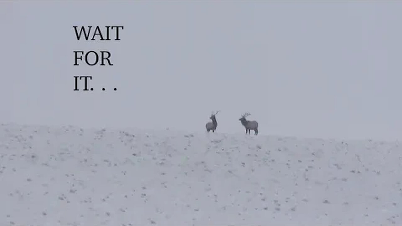 WAIT FOR IT! They all stick together! Winter Range Bulls #9 2023!