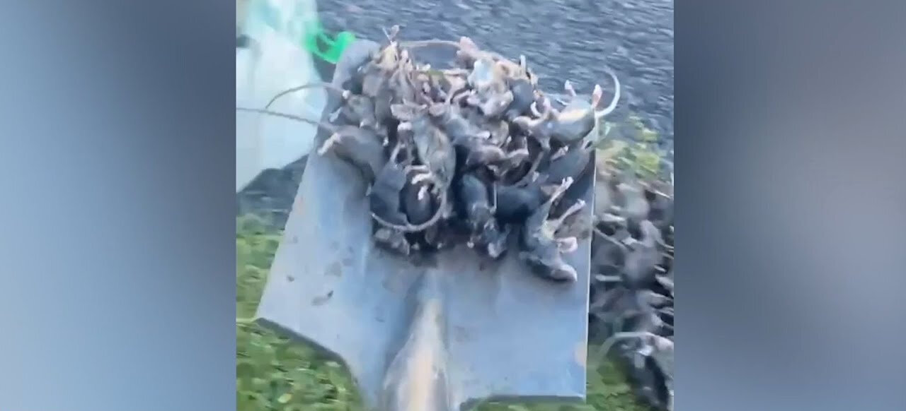 Mouse plague deals fresh blow to Australian farmers (BBC NEWS)