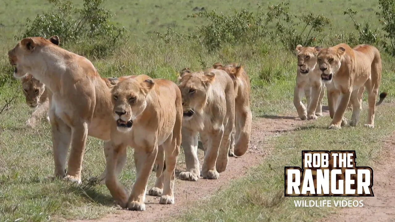 Lion Pride Exploring New Territory | Lalashe Maasai Mara Safari