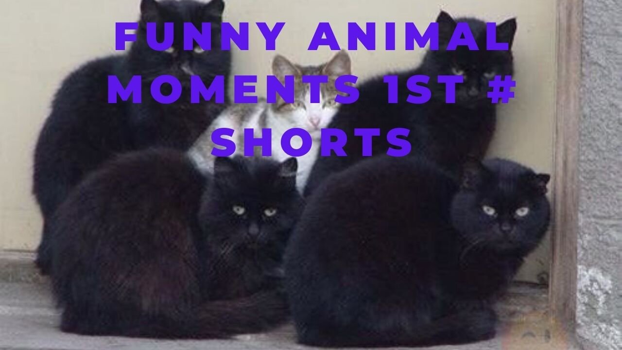 Funny Animal Moments 1st # shorts