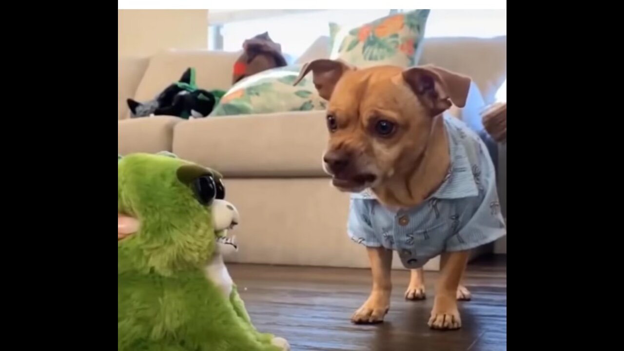 Cute and Funny Pets - Watch it and try not to laugh!