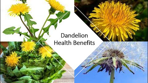 Dandelion - Benefits