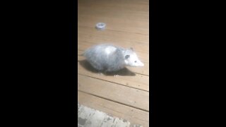 Possum on the porch