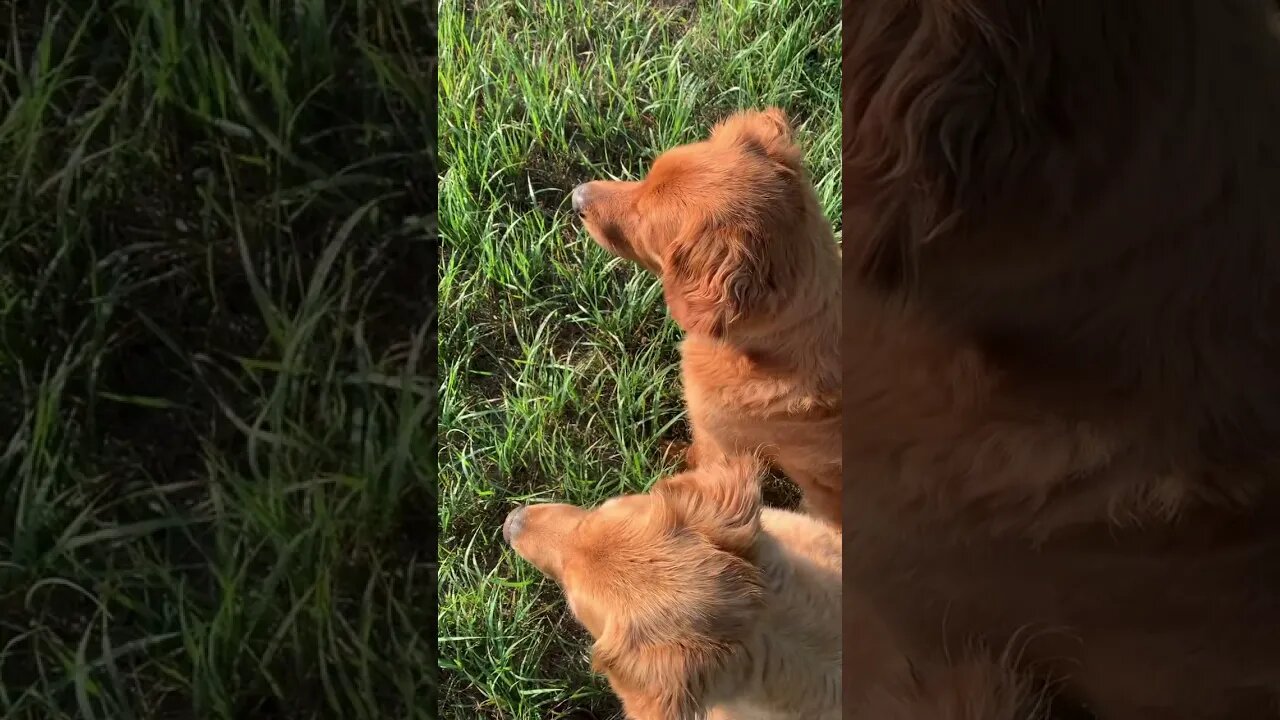 Golden Retriever Honoring another Golden Retriever #goldenretriever #birddog #waterfowlhunting