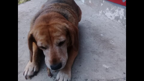 La perrita que pide huesos