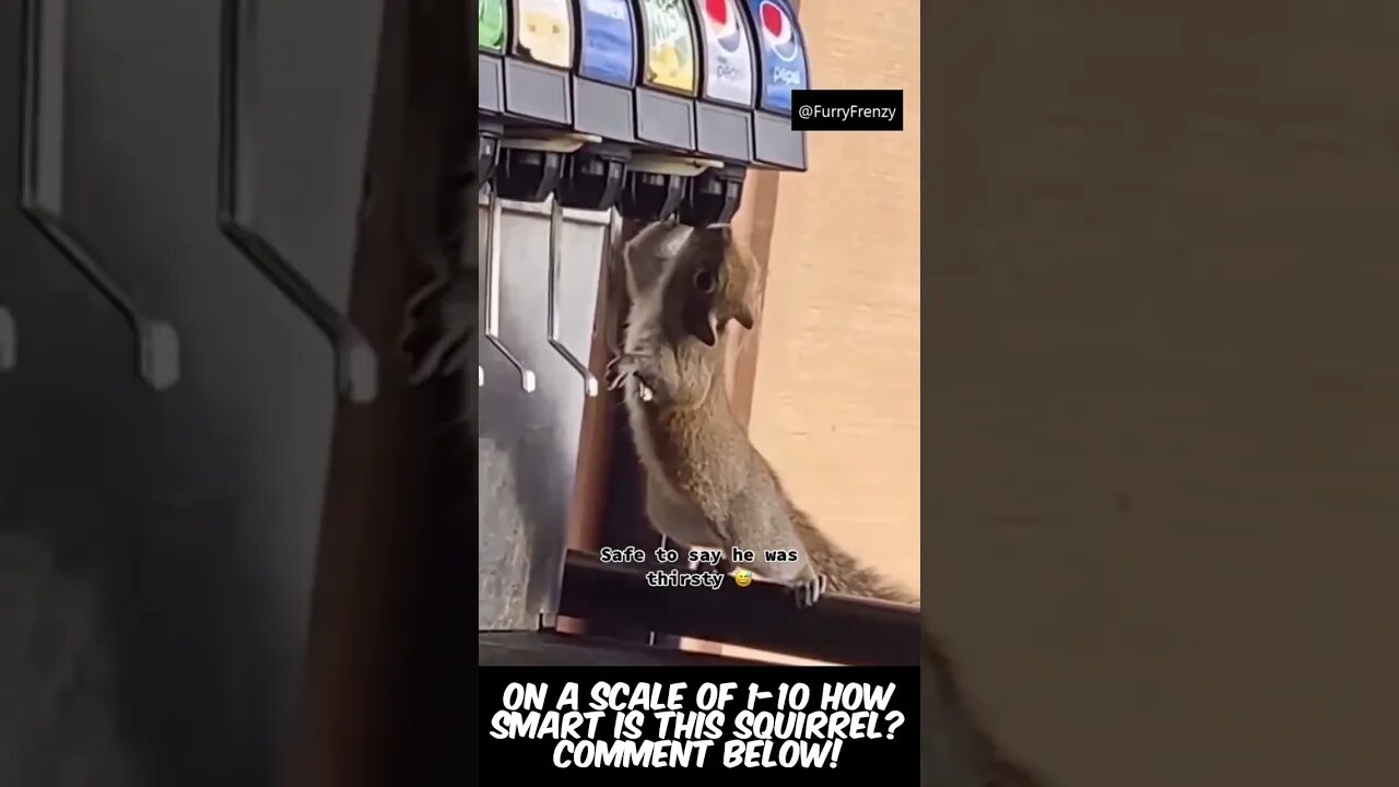 The Smartest Squirrel In Taco Bell Strikes Again #funnyanimals #funnyvideos #funnyshorts #shorts