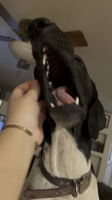 Pup makes silly face when scratched in sweet spot