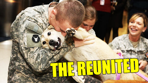 Animals Reunited With Owners AFTER LONG YEARS!!!