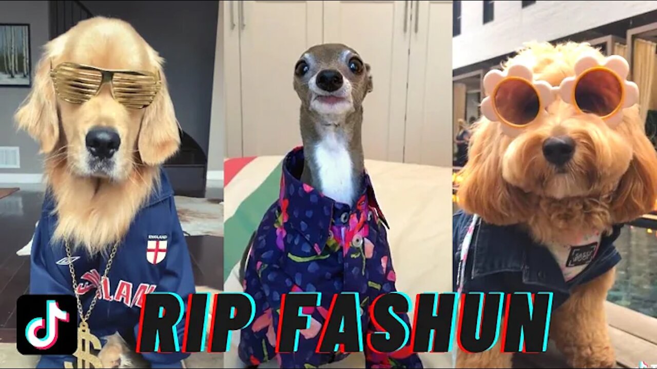 2021 THESE DOGS' FASHION RUNWAY | Love it couldn't wear it tiktok compilation