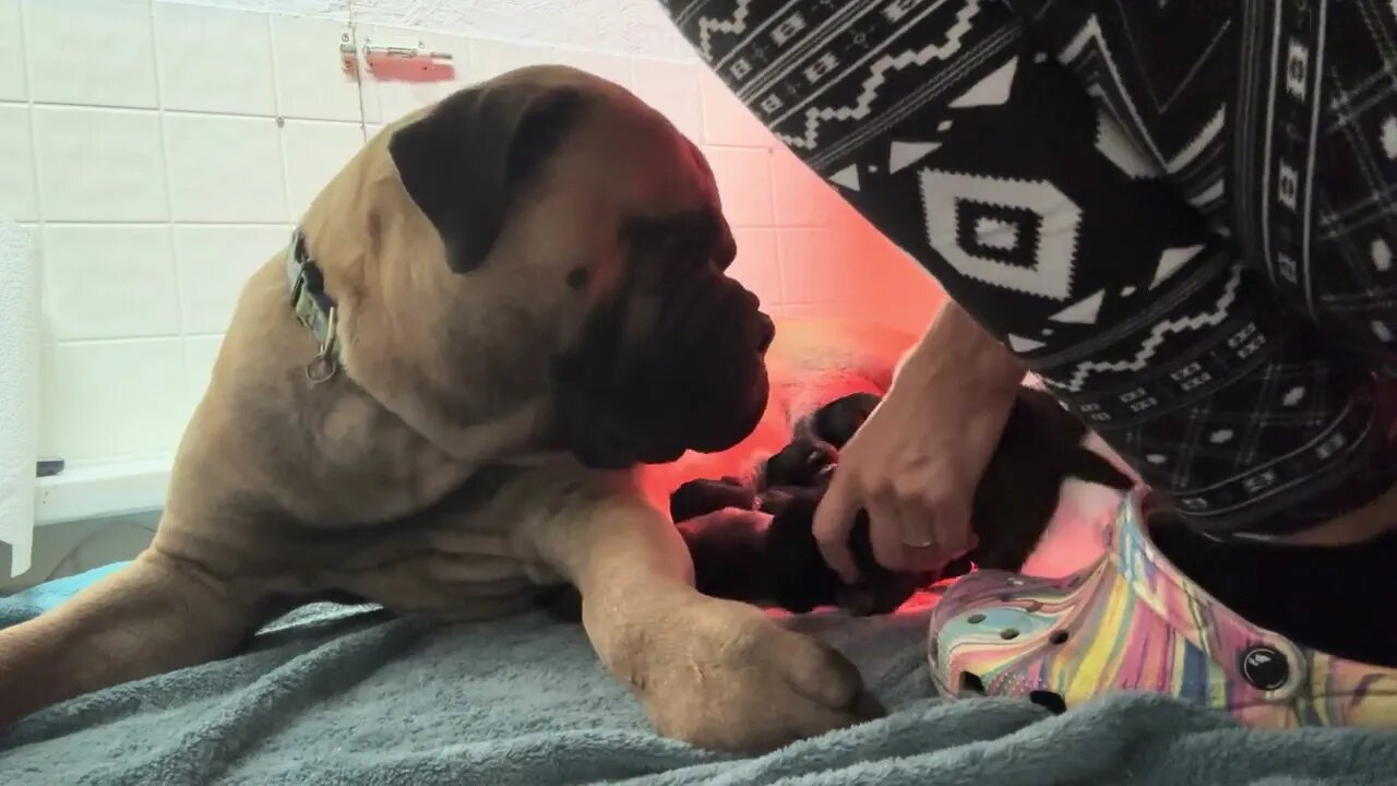 Feeding puppies this afternoon. Ch rose litter. 9-11-23 LonelyCreek bullmastiff