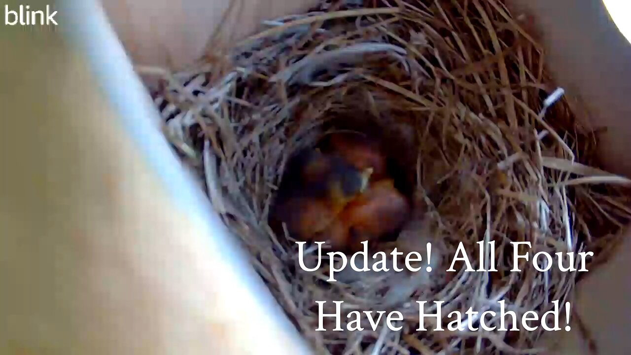 All Hatched!