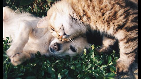 Cutest cat🐹funny dog🐶