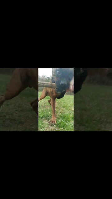 Training Chopz #boxer #petdog #dog #dogs #youtubeshorts #shorts #guarddog #protect #boxerdog #fetch