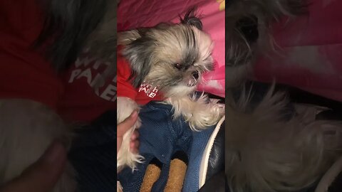 My Shih Tzu Puppy Being Weird while Sleeping