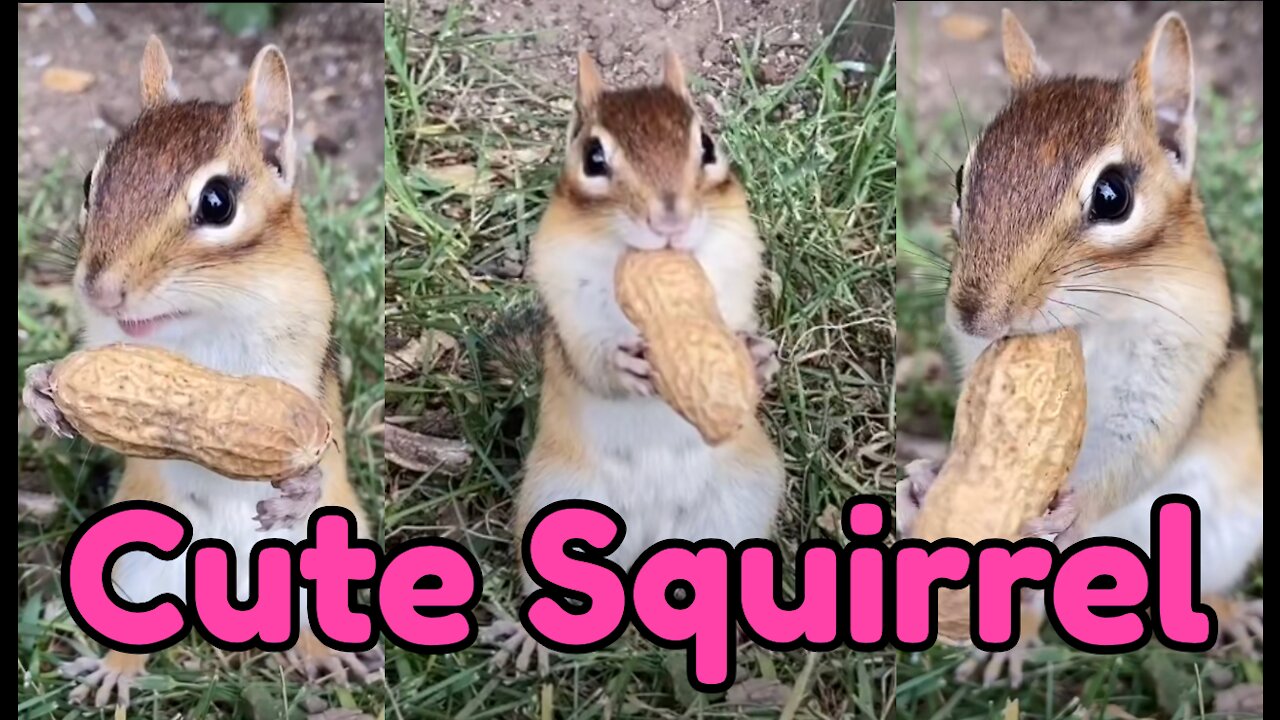 Cute squirrel got peanuts and started eating like a lion