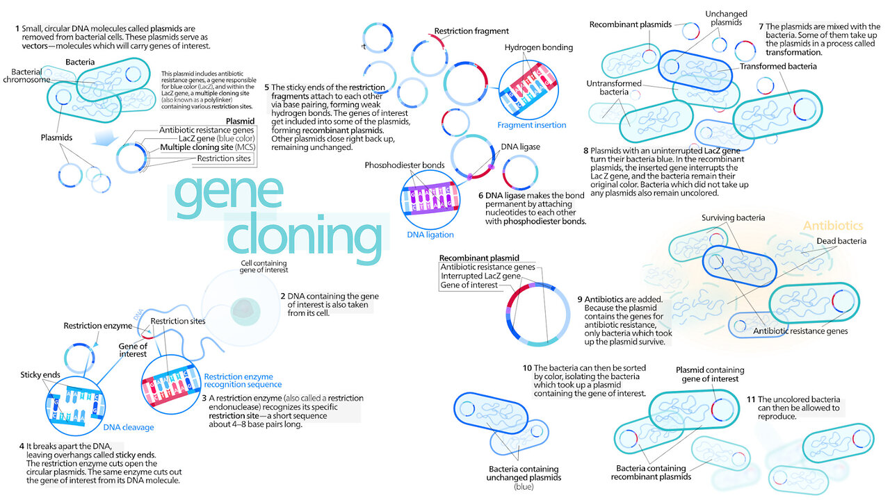 Biotechnology: Molecular Cloning, CRISPR Gene Editing, and Genetically Modified Organisms