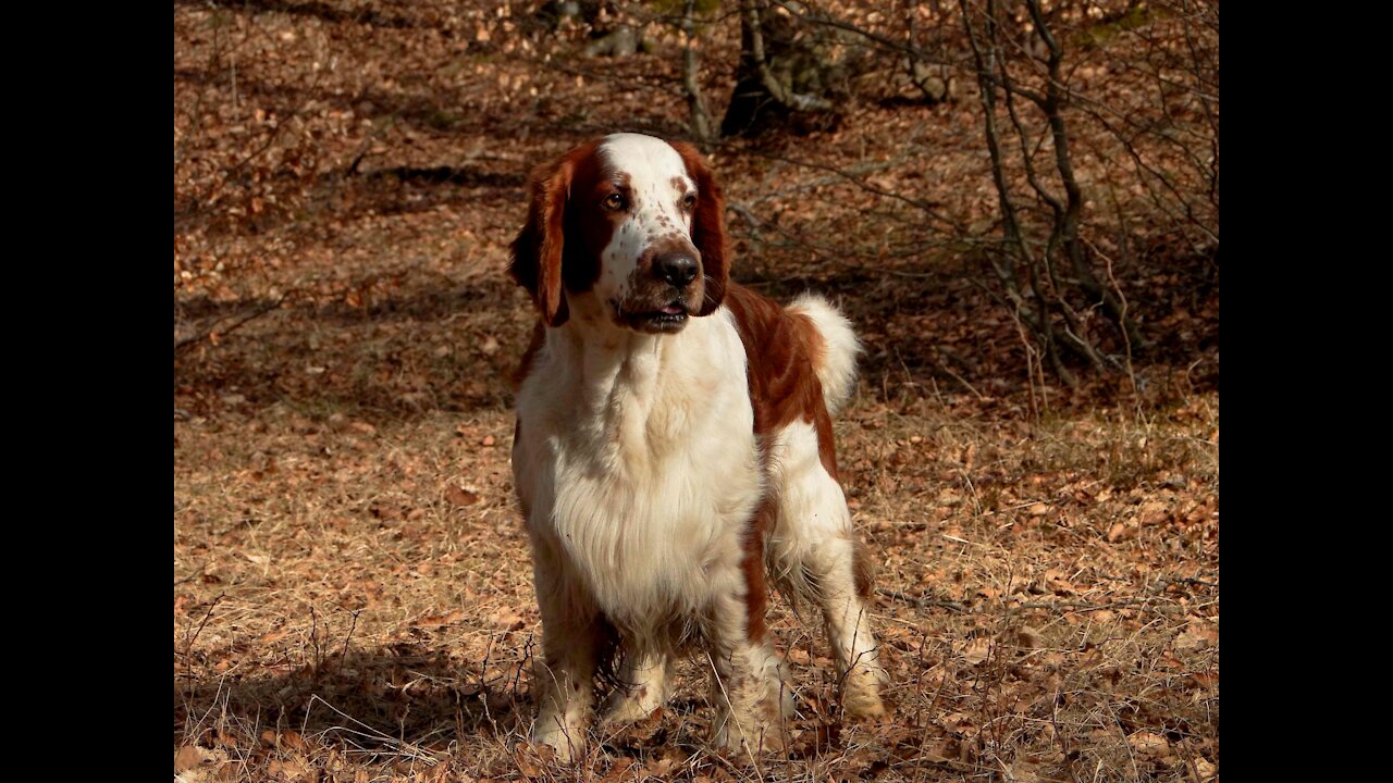 Elfin welsh springer spaniel