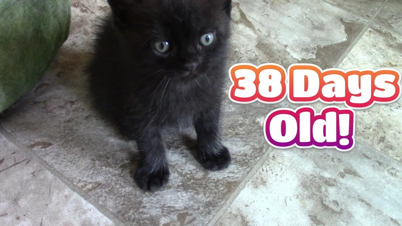 Misha's Kittens Are Now 38 Days Old! 😻