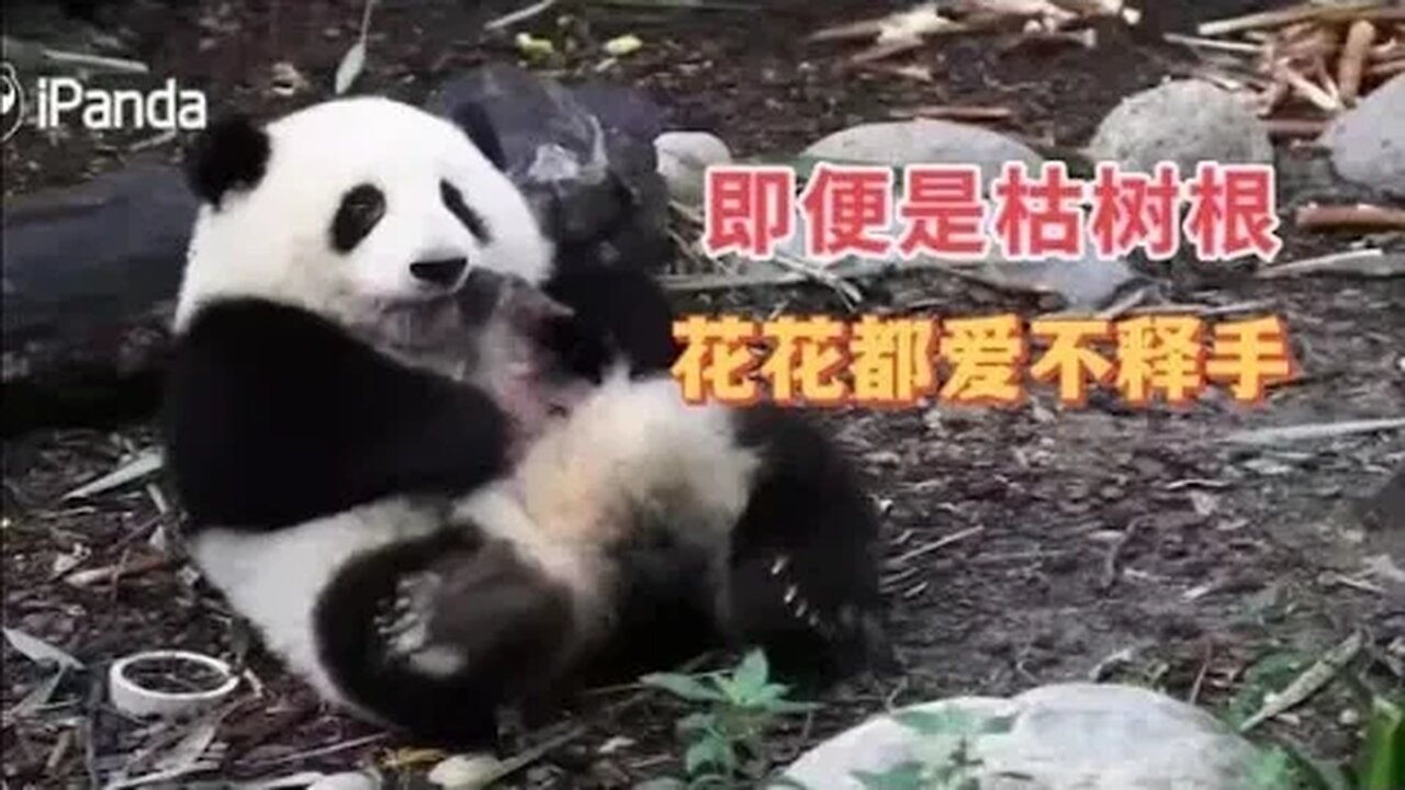 花花从小就很喜欢玩玩具，捡的枯树根她也把它当个宝贝 爱不释手 #ipanda #大熊猫 #花花 #小柒V5 #huahua #霸王花 #花花的日常