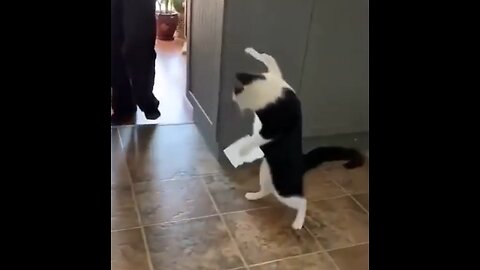 Funny animals video