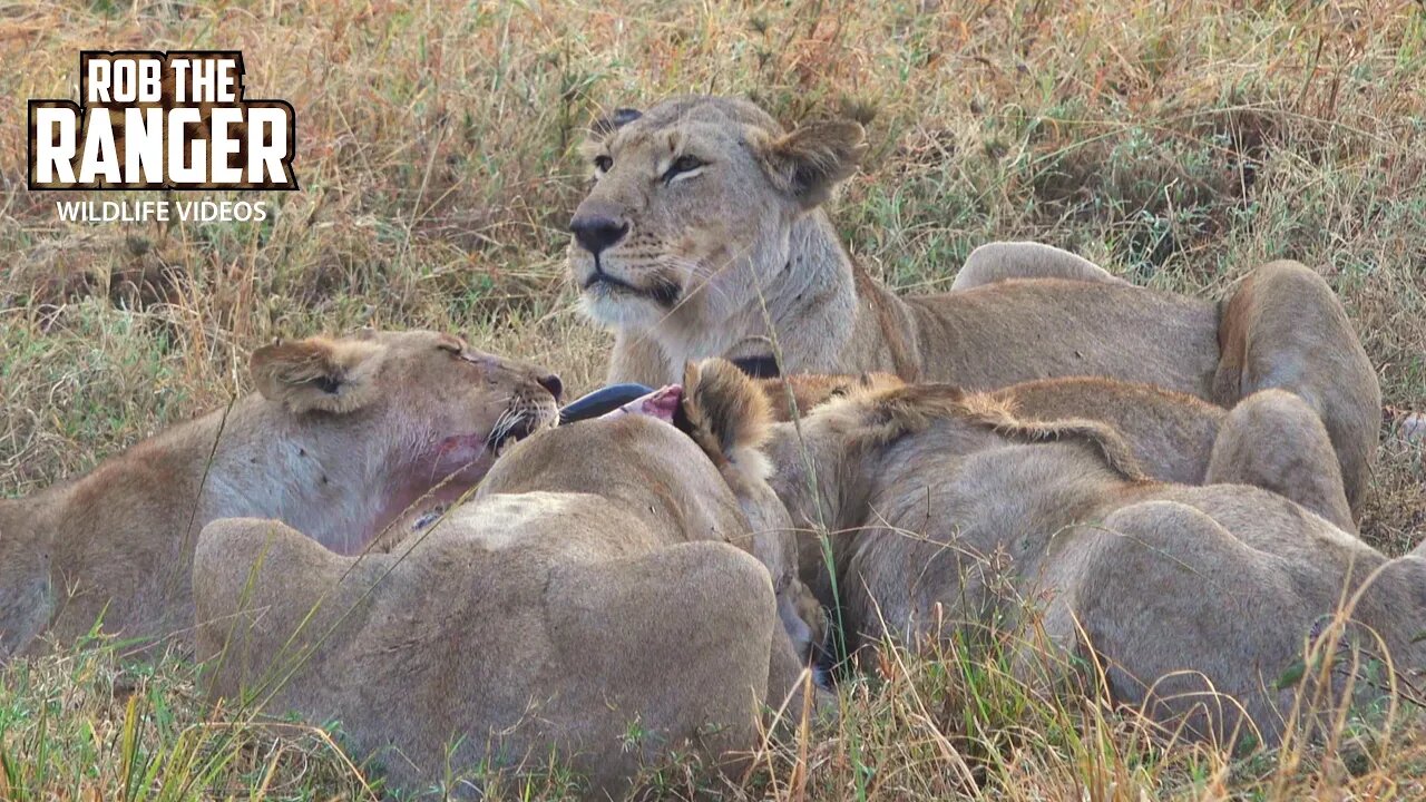 Lion Pride Feeds On Two Gnu | Maasai Mara Safari | Zebra Plains