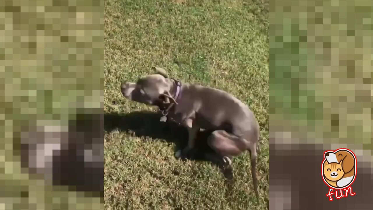 Dog's Super Spin Dance.