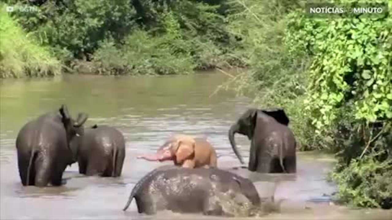 Elefante rosa é registrado na África