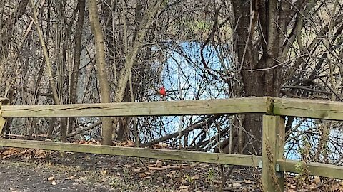 Cardinals at James Gardens Toronto