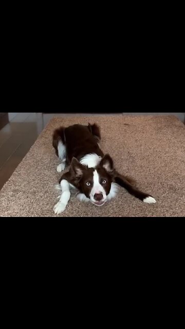 This Dog Is Totally Ready To Start The Week