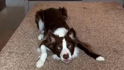 This Dog Is Totally Ready To Start The Week