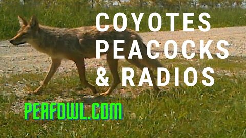 Coyotes Peacocks And Radios, Peacock Minute, peafowl.com